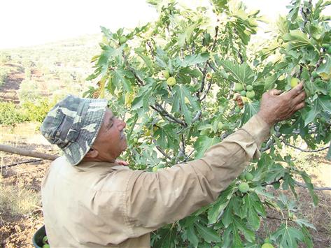 مزارع عرقوبي يقطف التين (طارق أبو حمدان)