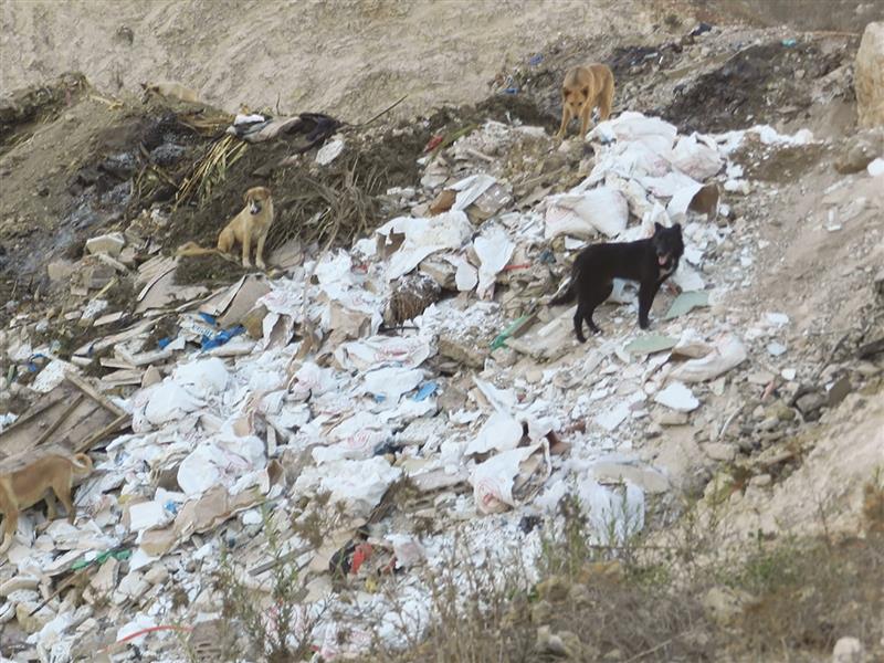 مكب نفايات وكلاب شاردة في مكب قريب من محطة ضخ مياه مرجعيون (طارق ابو حمدان)