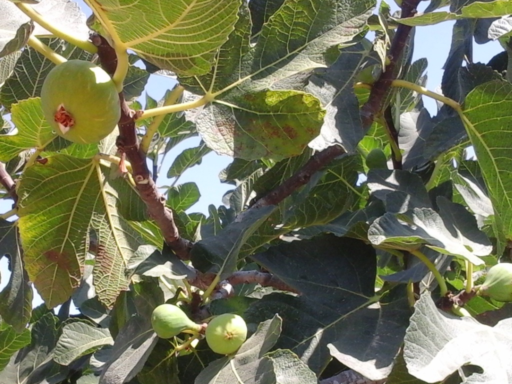 حتّى فواكه الأرض صعب نلاقي مثلها.. يمكن ربنا أعطانا من الجنّة الثمر