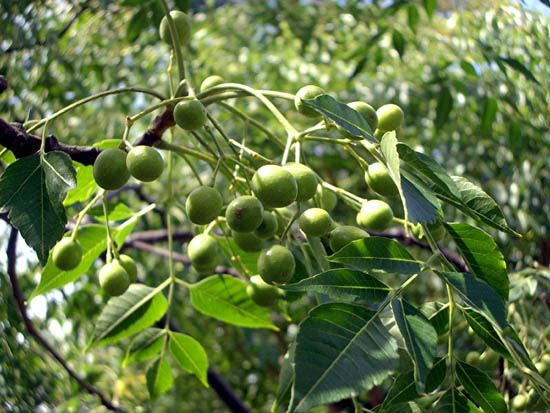 كان أسلافنا يدركون أهمية شجرة الزنزلخت ويتعلقون بها فجعلوها في صحن الدار