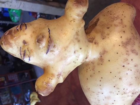 (تصوير طارق ابو حمدان)