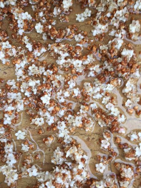 الأشجار تزهر وتثمر خسائر.. المزارعون قلقون: أزهار وبراعم لوزيات سقطت من البرد والرياح (طارق ابو حمدان)