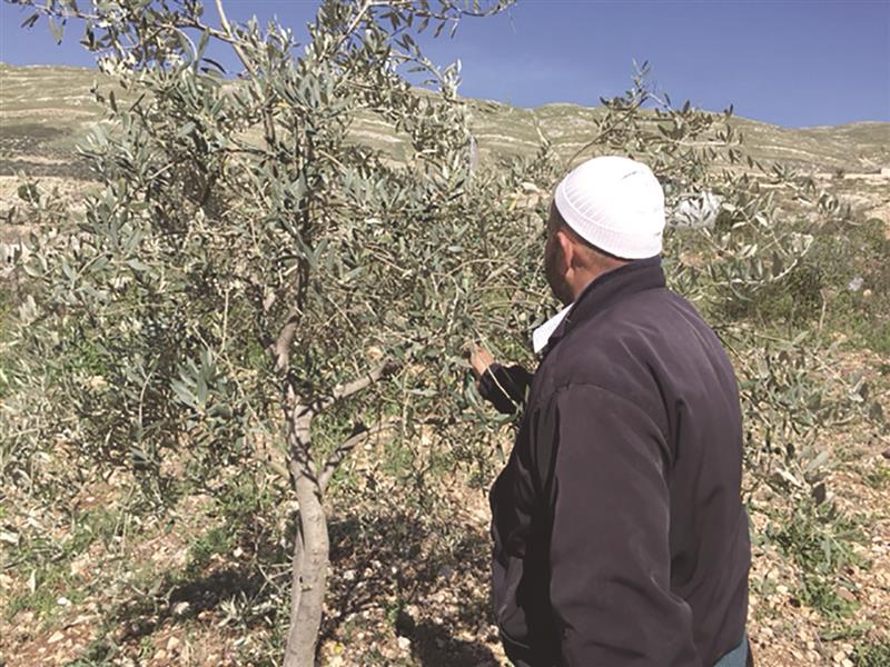 خلال تقليم الزيتون (طارق ابو حمدان)