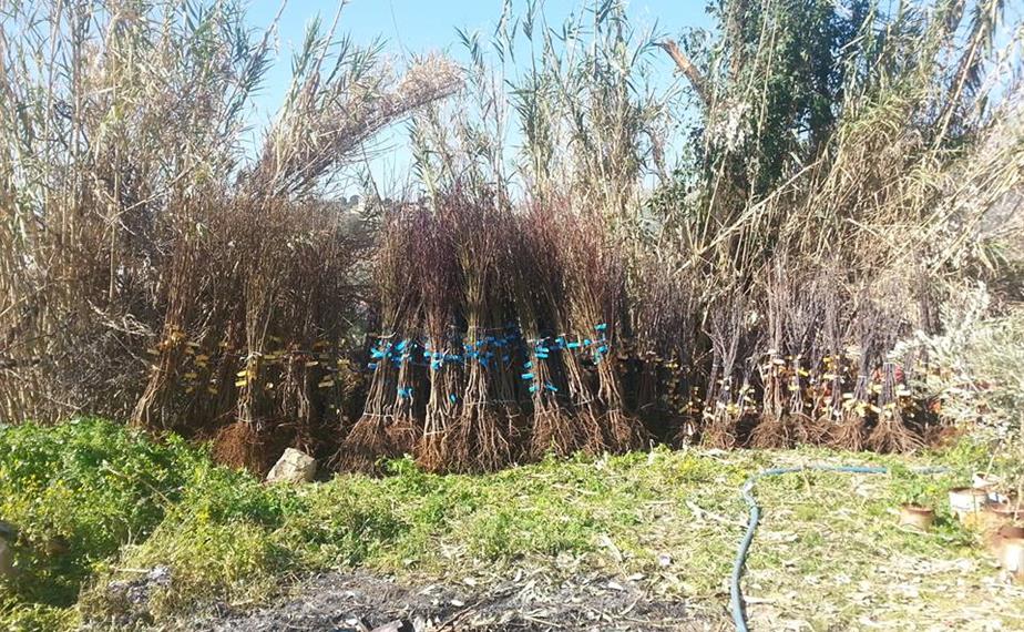 جانب من النصوب الموزعة في حاصبيا (طارق ابو حمدان)