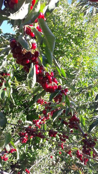 غصن يحمل فاكهة الكرز الشبعاوي (طارق ابو حمدان)