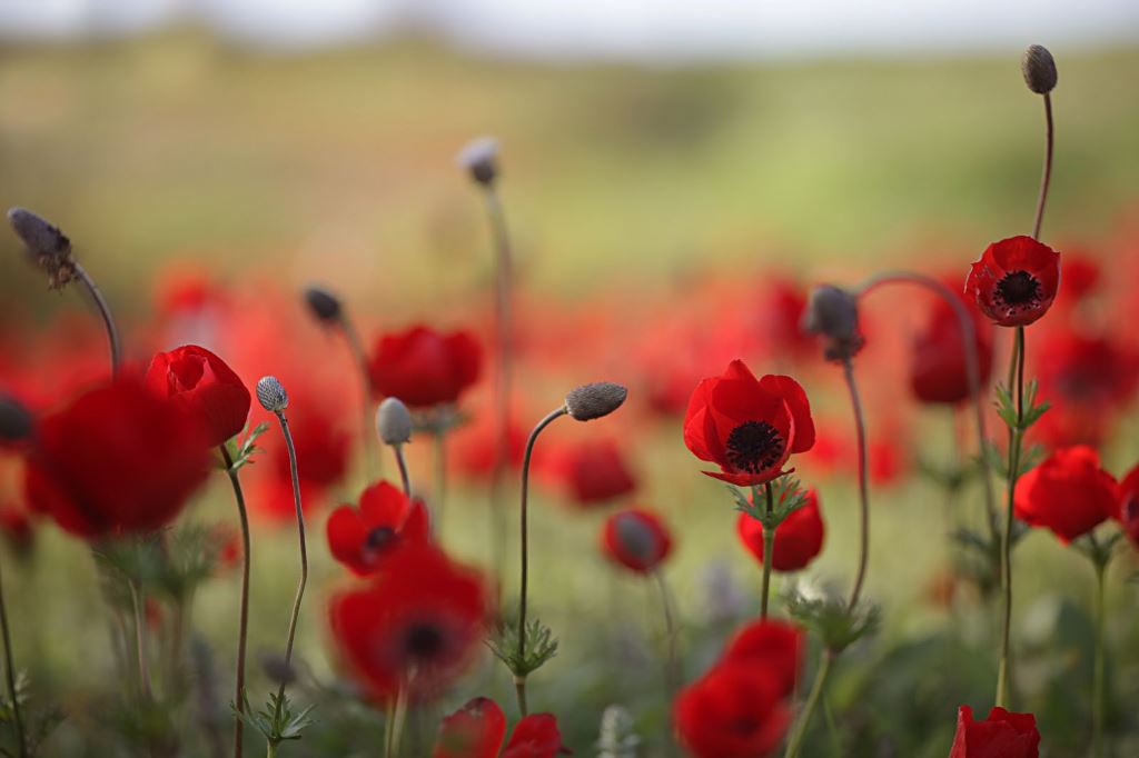 تفتحت البراعم.. في ارضك  فجاءت شقائق النعمان