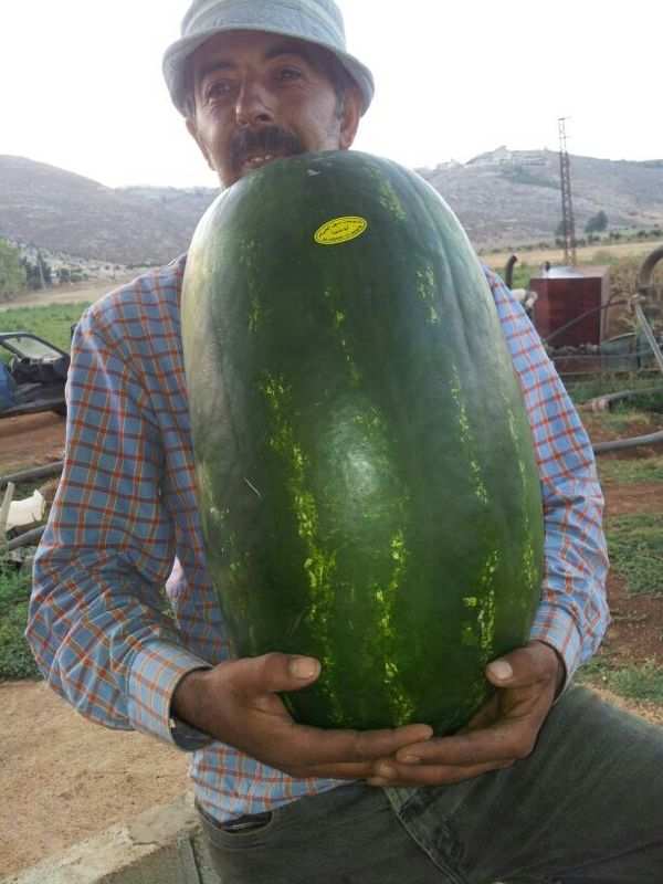 بطيخة خيامية عملاقة أخرى