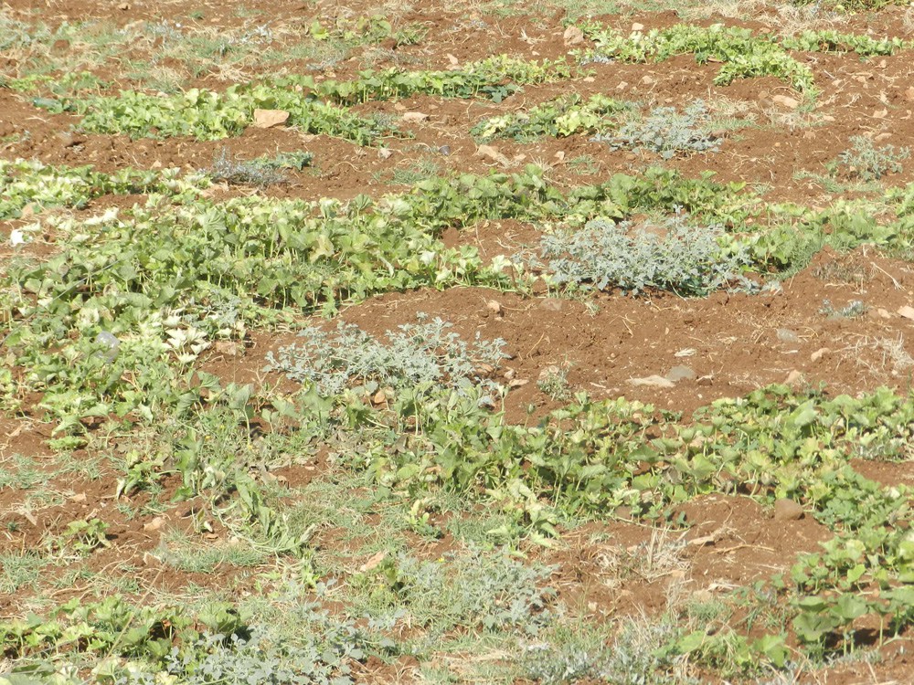 حقل مقثى في طريقه الى اليباس - باسل-ابو-حمدان