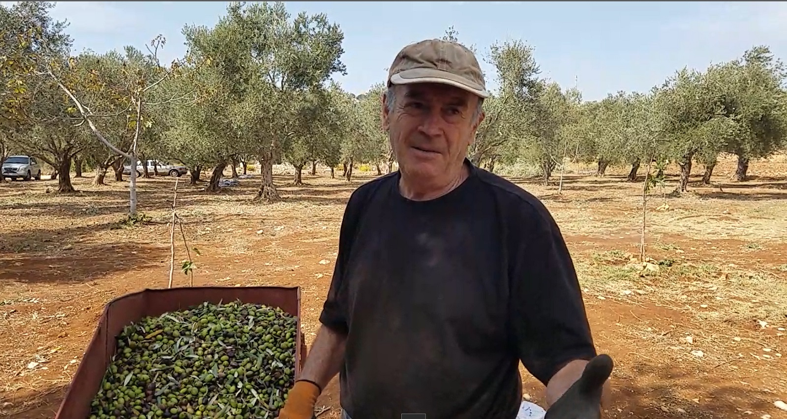 أبو شادي سهيل سويد هو نموذج حي عن أبناء الخيام الذين تربطهم مع شجرة الزيتون علاقة  وجدانية