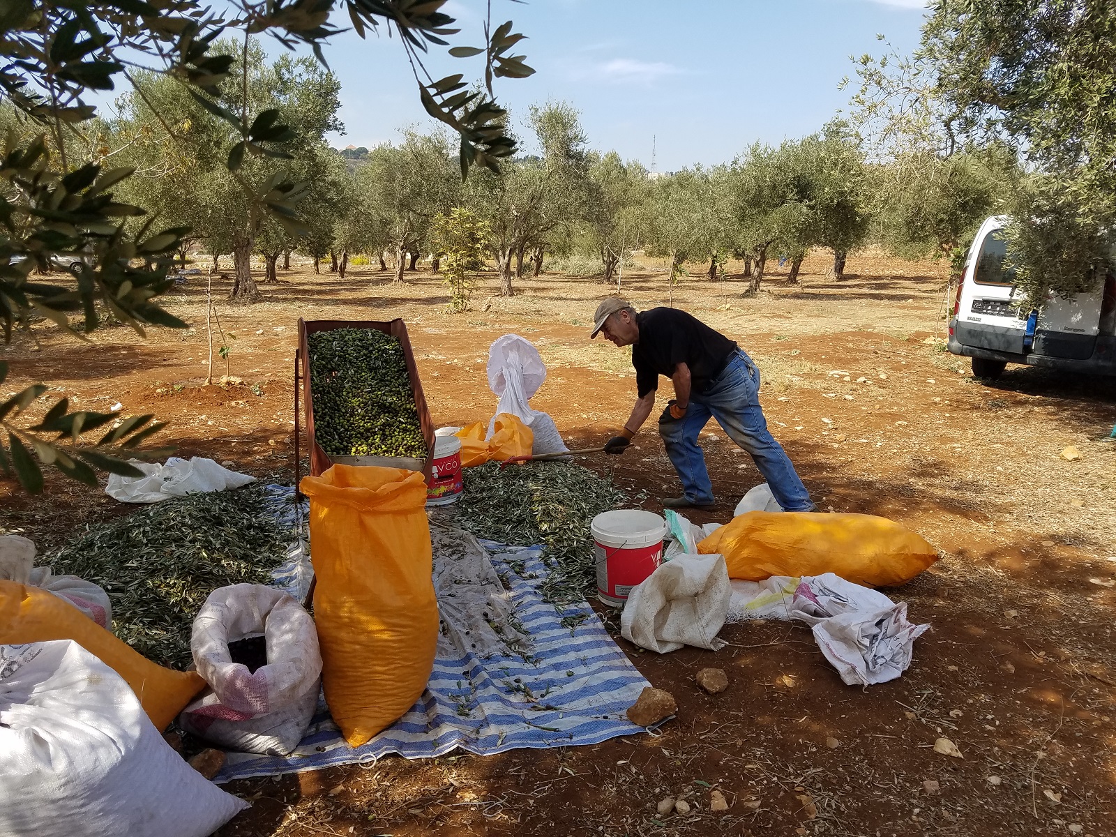 سهيل سويد يشرف بنفسه على الأشغال من القطاف وصولاً إلى المعصرة ليحصل على زيت عضوي  بالجودة التي يطمح إليها