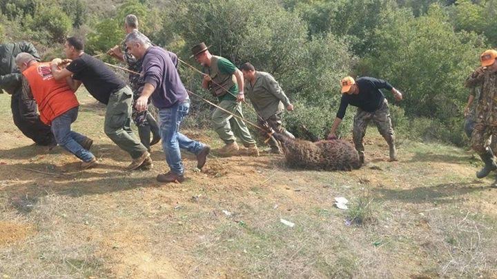 خنزير ضخم يزن 350 كلغ جرى اصطياده في منطقة جزين