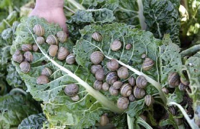 الدراسات بيّنت أن مناخ البقاع ملائم للبزاق أكثر من مناخ أوروبا (علي حشيشو)