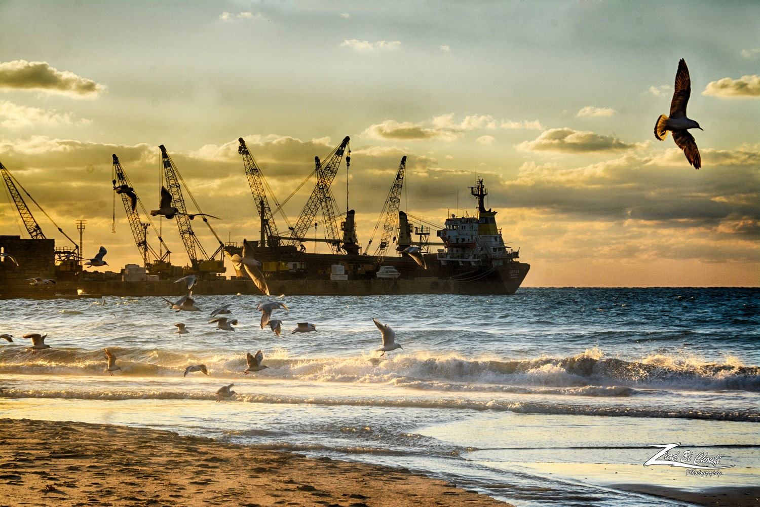 طييور النورس تقتات من البقايا والفضلات ولأسماك  على الشواطئ، وهي صديقة للبيئة (زياد الشوفي)