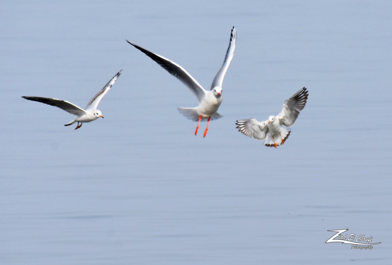 في لبنان، تبقى بعيدة..  الانسان من ألدّ أعدائها ولا تأمن شرّه  (زياد الشوفي)