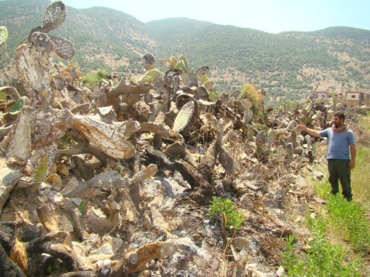 صبار قيد المعالجة في حلتا -طارق ابو حمدان