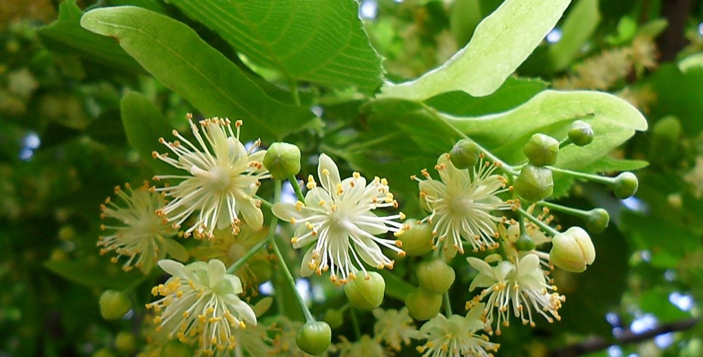 نفرح  بقدوم    الصباح، نطرب   لعصف  الرياح،  بدمعنا  نبلسم  الجراح، عطرنا زهر  الزيزفون