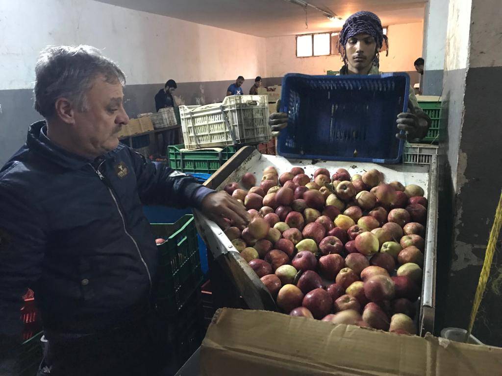 التفاح اللبناني