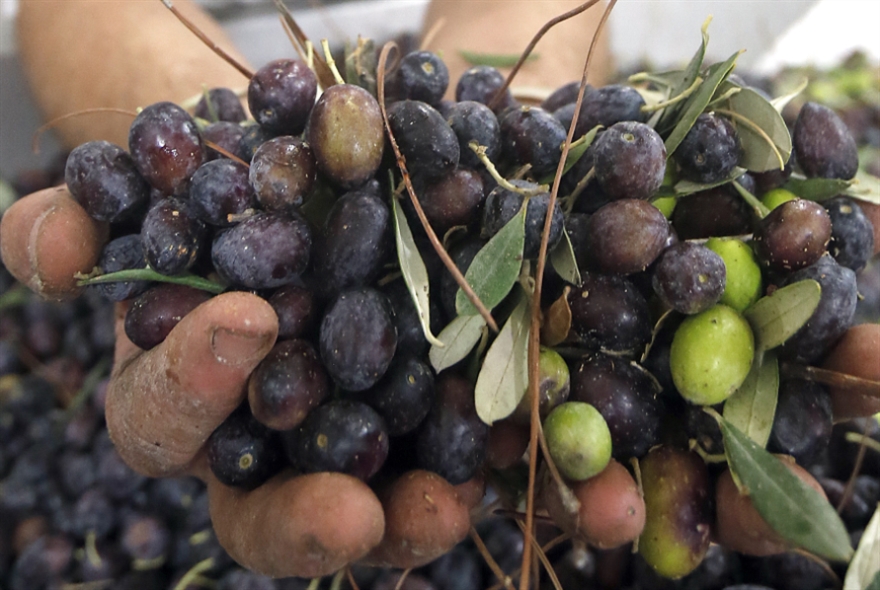 زيبار الزيتون: تلويث بيئي بملايين الدولارات (هيثم الموسوي)