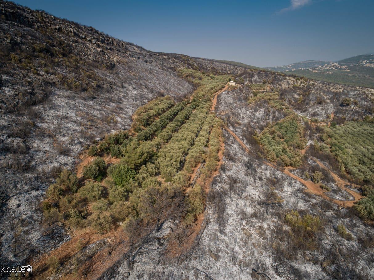 بعض تجار الحطب يجدون بالغابات المحترقة مصدراً لرزقهم