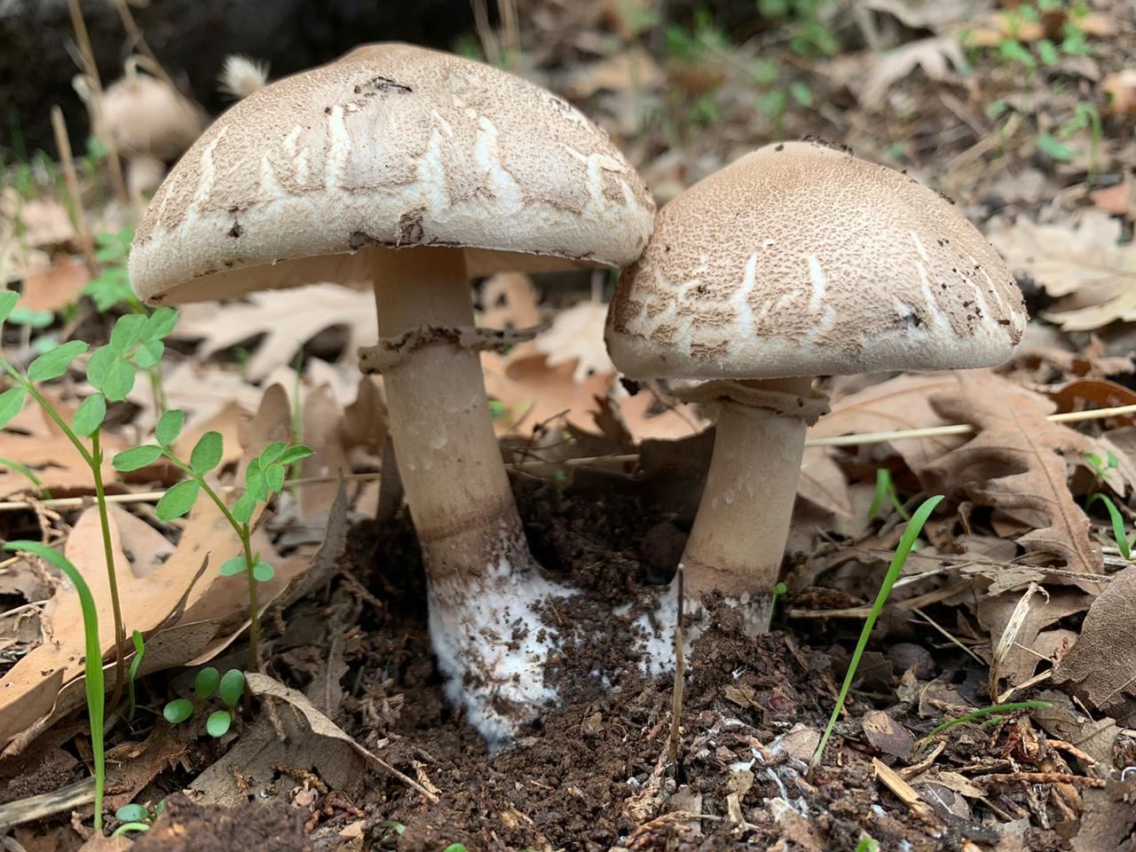 الفطر البرّي