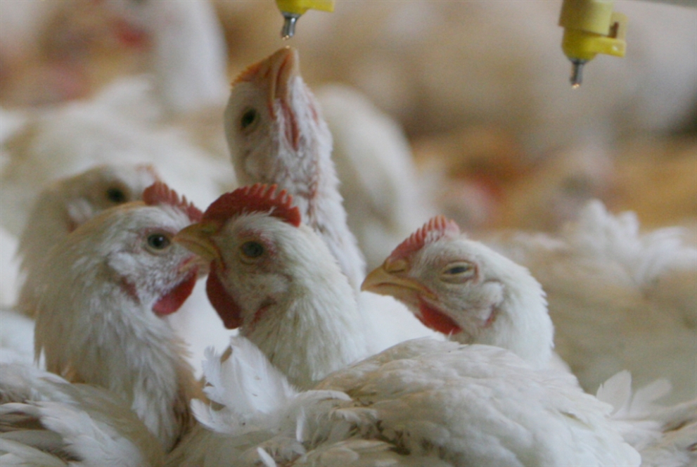 مزارع الدواجن تستخدم مضادات حيوية تساهم في نقص المناعة أمام الأمراض