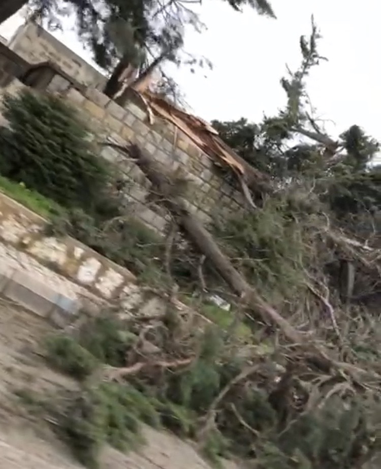 الرياح القوية تسببت في تكسر اشجار السرو المعمرة في مرجعيون