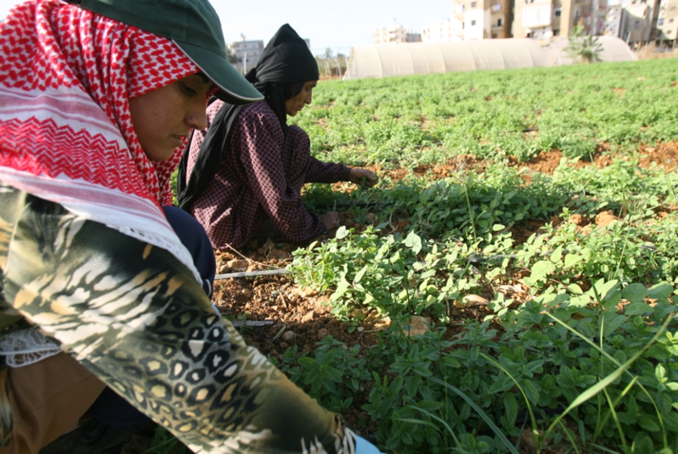 صبّاغ: نزرع الذرة ونطعمها للدجاج، فلماذا لا نأكلها؟ 