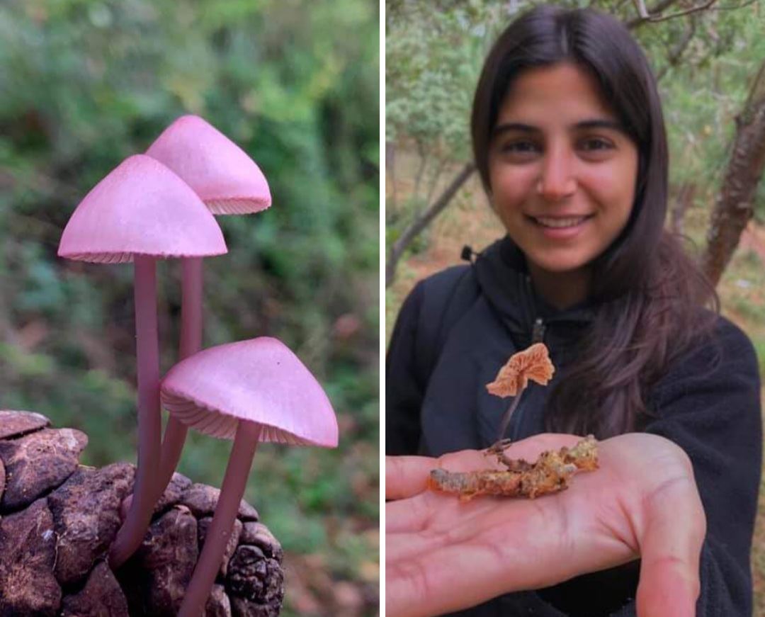 الباحثة الشابة ساندرا سليمان وأنواع فطريات مكتشفة