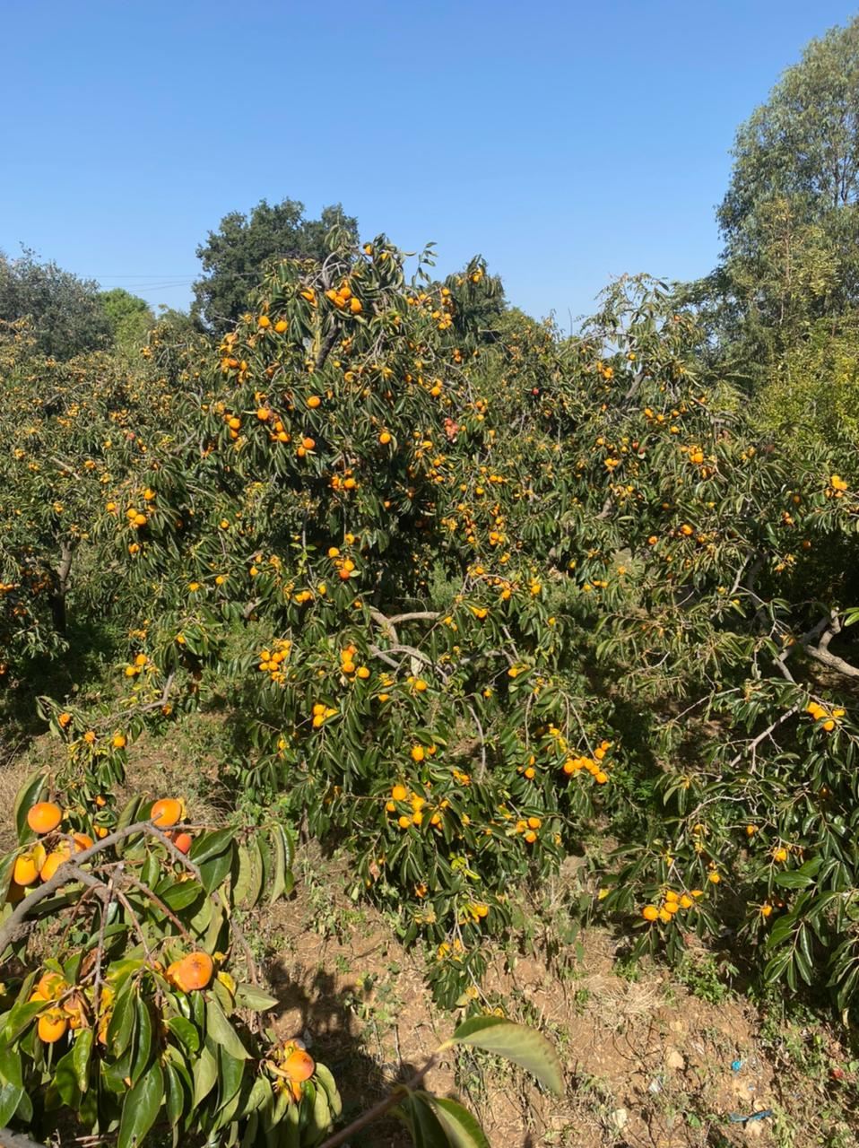 شجر الخرما في عكار