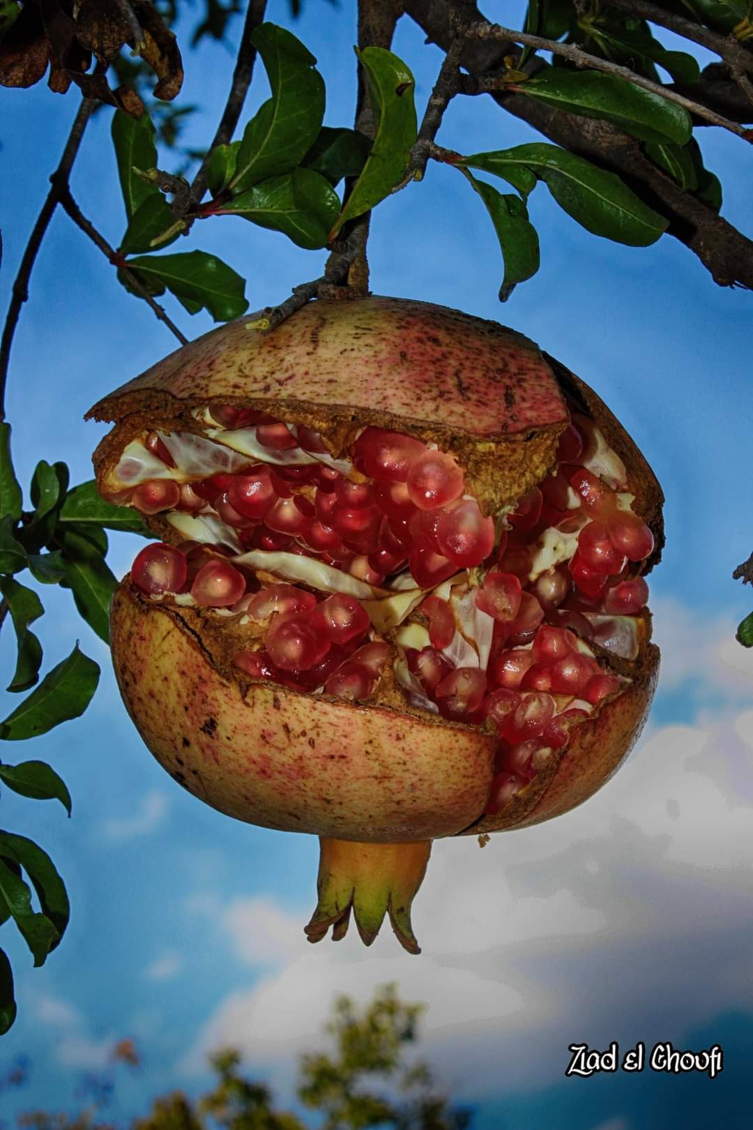 بس يكونو أسنانك ذهب ما تستحي تبينهم