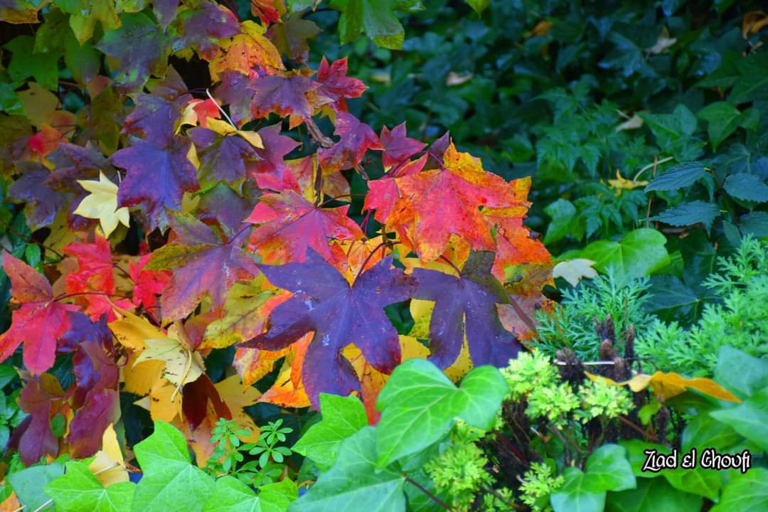 عندما يرسم الخالق لوحته بريشته الربانية