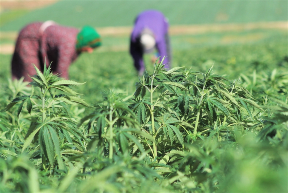 الحشيشة في زمن الانهيار: قِرش البقاعيين الأبيض (رامح حمية)