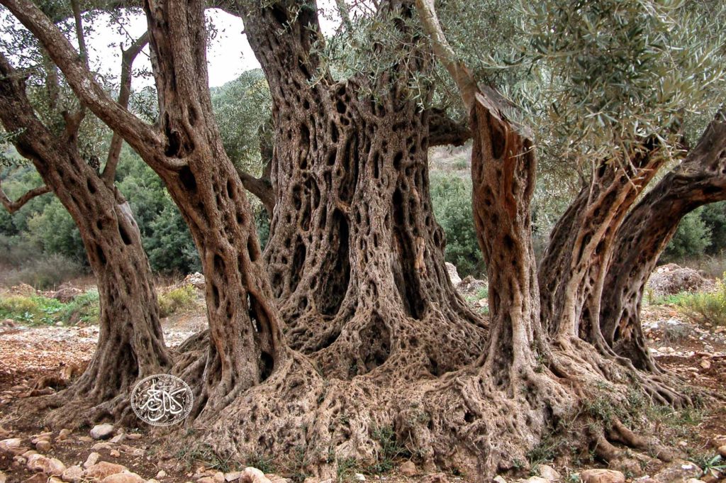 زيتونة وادي الحجير