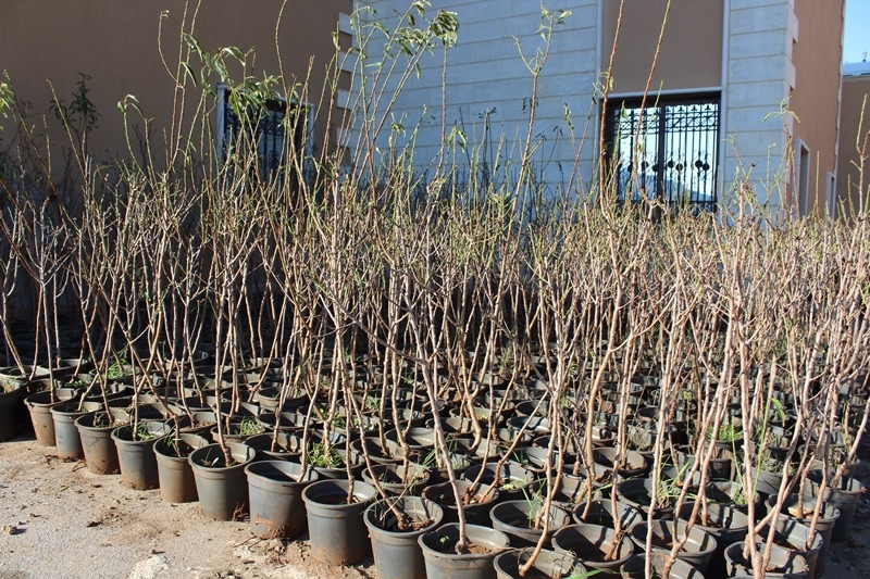 مشاتل الاشجار المثمرة