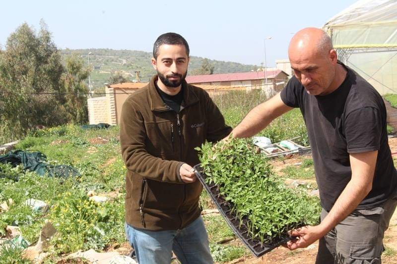 شتلات البندورة