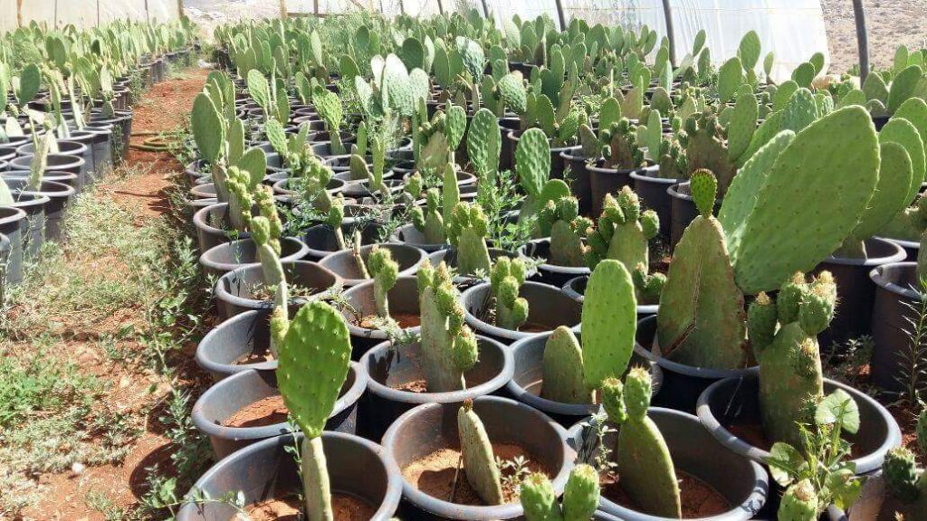 مشاتل الصبير