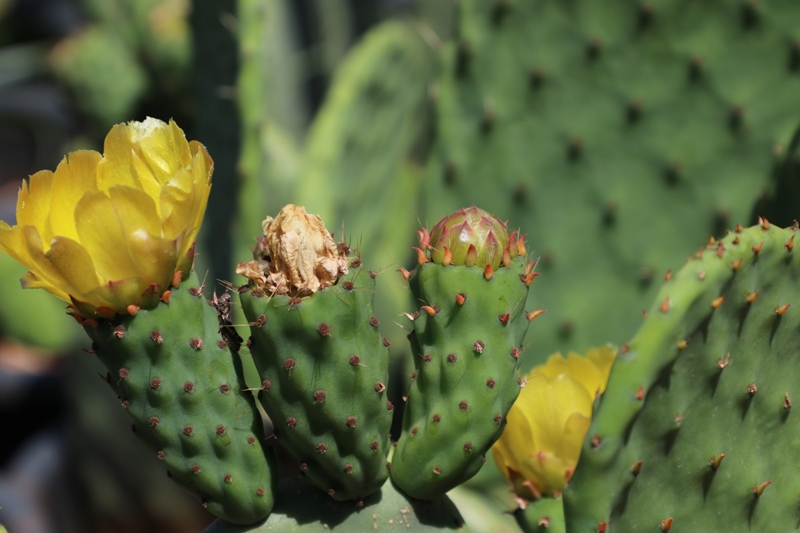 ثمرة الصبير