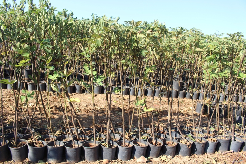 الأشجار المثمرة