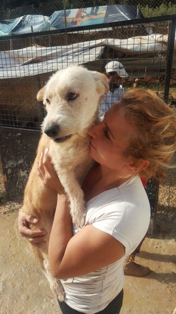 الآنسة ماري عبد المسيح أبدت كامل استعدادها لنقل الكلاب الشاردة الموجودة في الخيام، على نفقتها، وتأمين مأوى لهم لديها في محلة كفرشيما