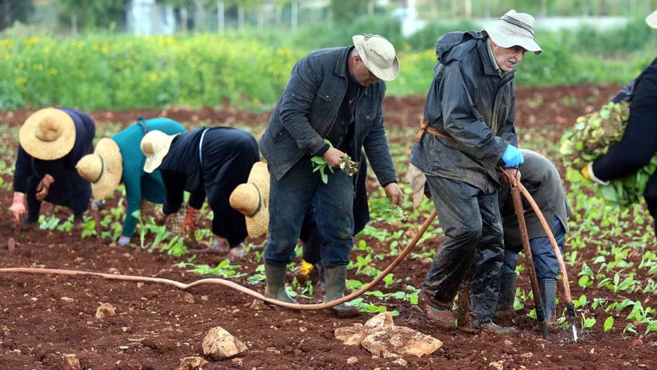 زراعة التبغ مرهقة جداً ومردودها ضئيل (علي علوش)