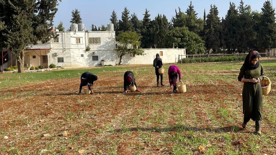 الغرام الواحد من الزعفران يُباع في لبنان بين 10 و15 دولاراً (المدن)