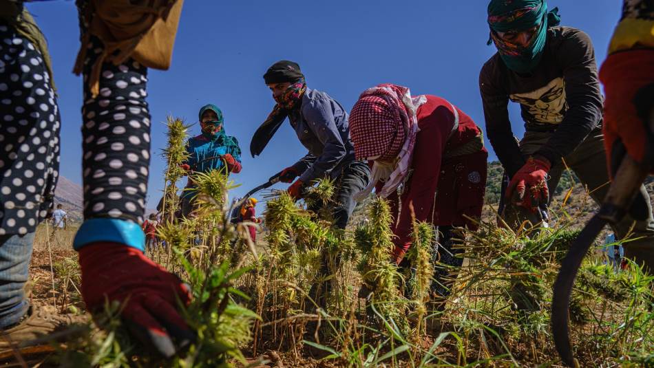 تضخمت مساحات زراعة القنب بنسبة فاقت 15 في المئة (Getty)