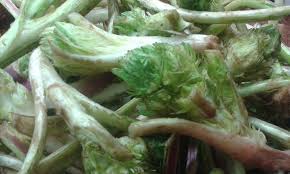 نبات العكوب