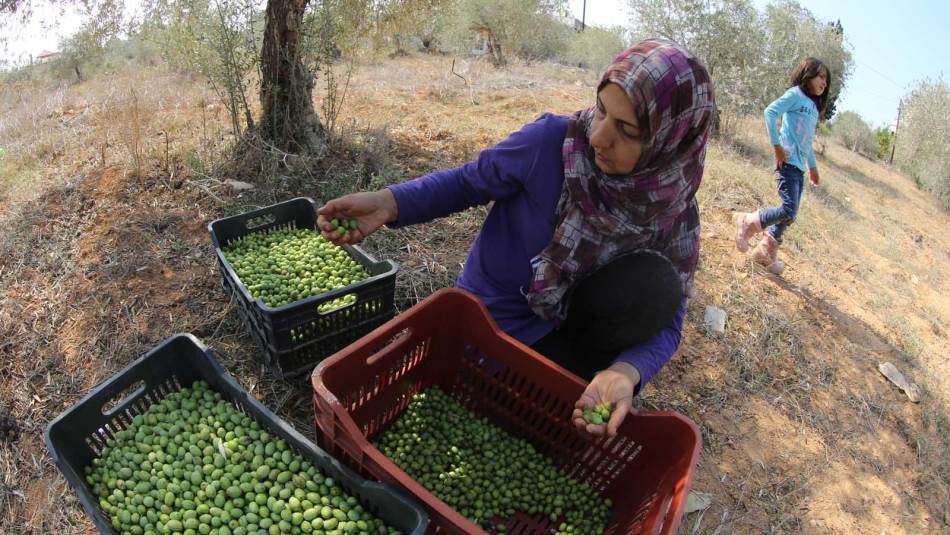 دخلت زراعة الزيتون في الجنوب فترة القطاف (علي علوش)