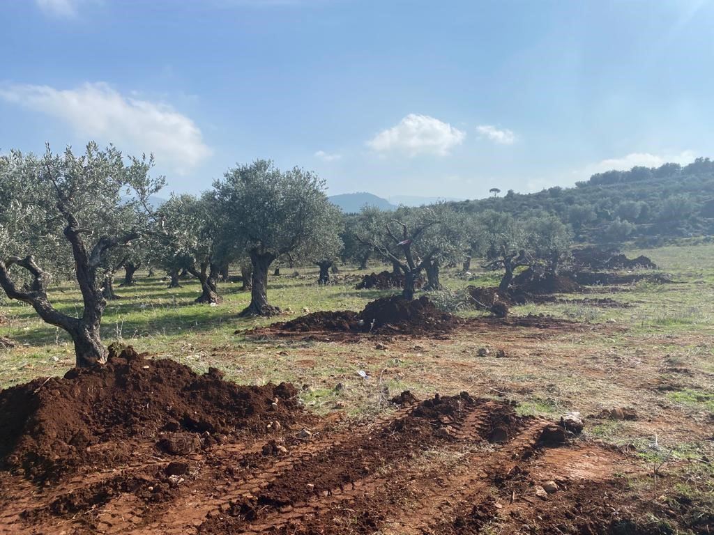 العمل على مساحة بديلة لزراعة الشجر