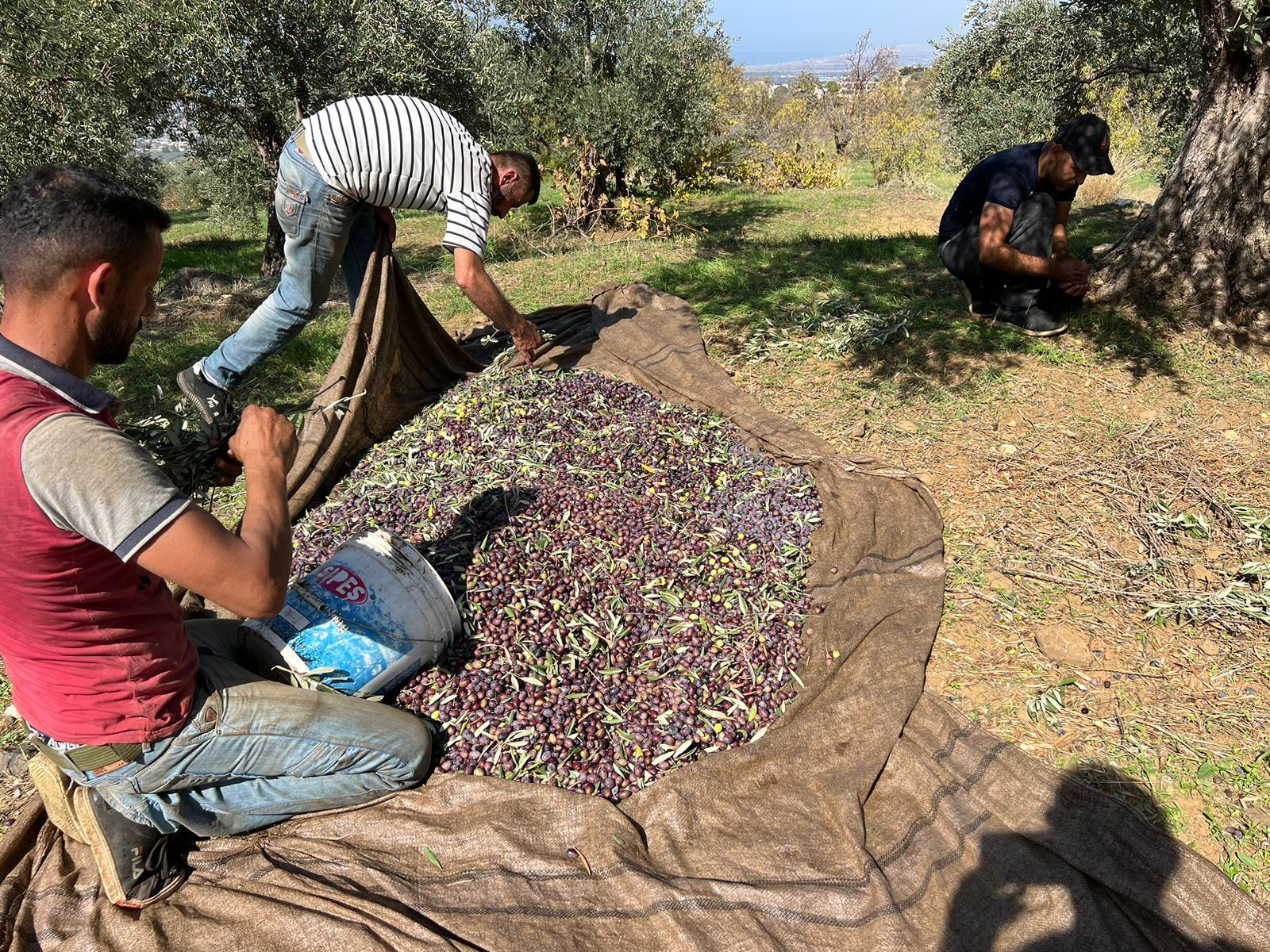 موسم الزيتون