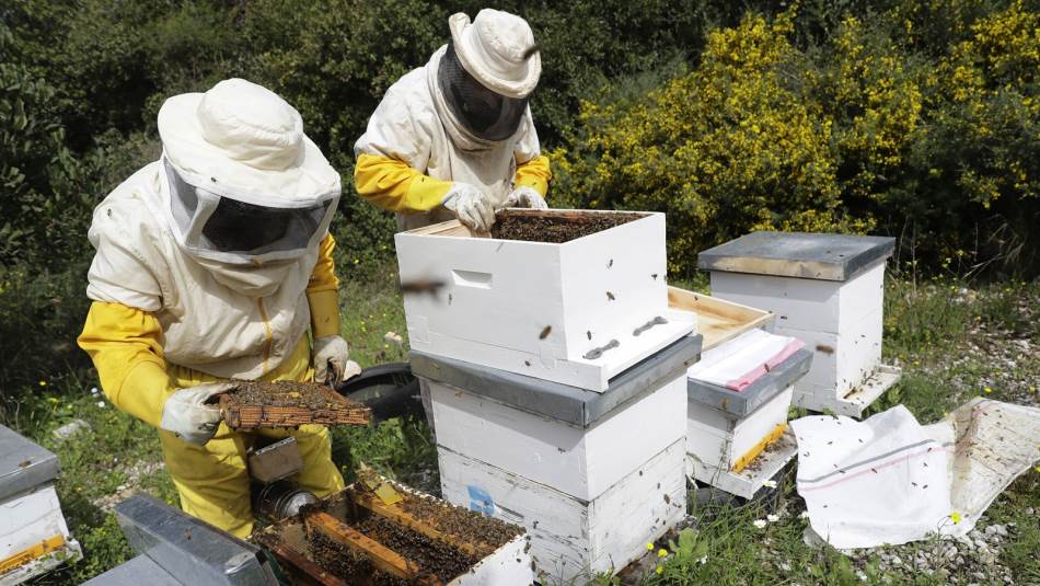 فقد الكثير من النحالين القدرة على الاعتناء بإنتاجهم (Getty)