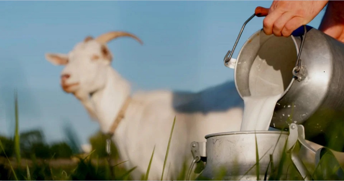 تناول 60 غراماً من جبن الماعز يومياً لمدة 12 أسبوعاً يحقق تحسناً ملموساً في نسبة الكوليسترول المفيد