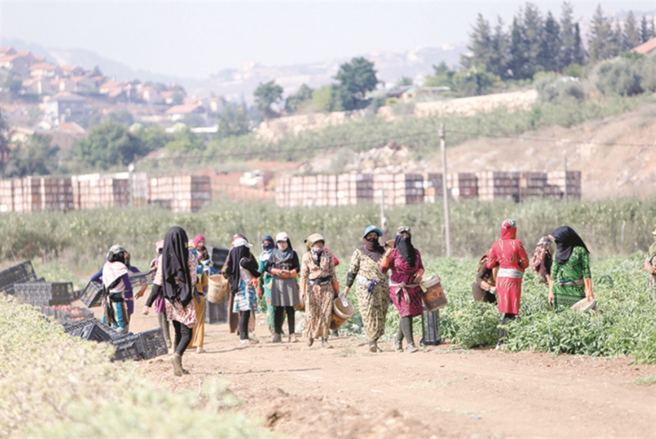 يستأجر السوريون مئات دونمات الأراضي في سهل الخيام (علي حشيشو)