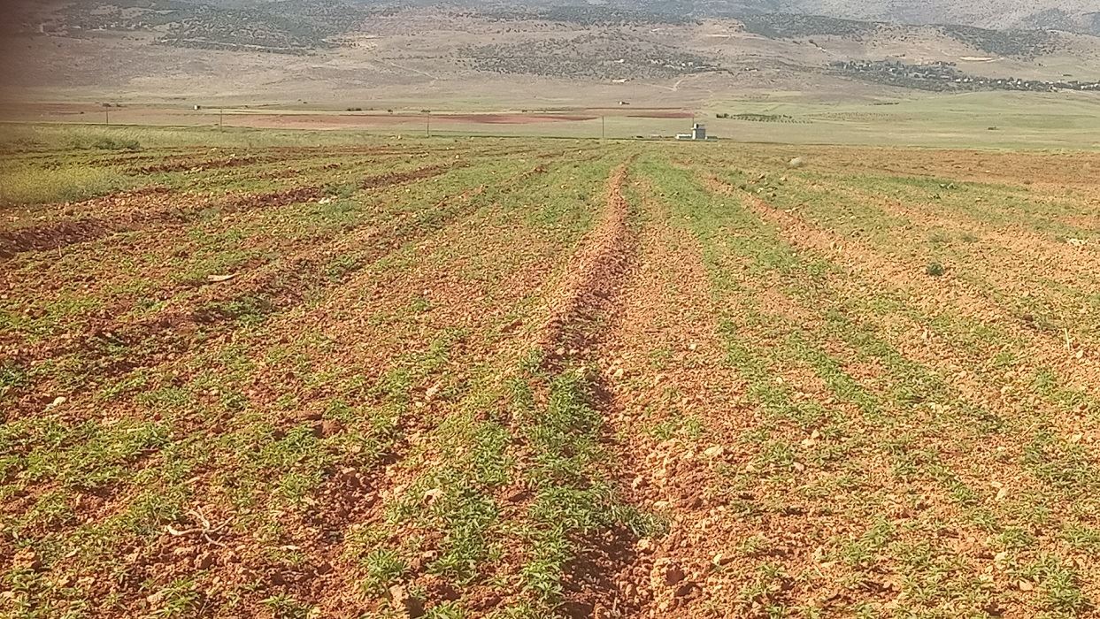 حقل مزروع بنبتة الحشيشة في بعلبك